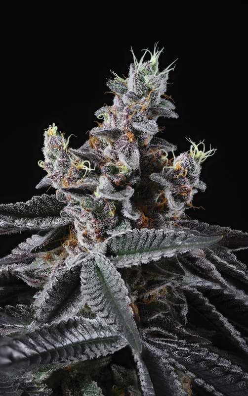 INFATUATION (JEALOUSY BX X BLUE POWER IX2) REG