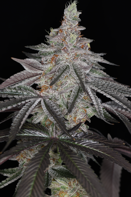 INFATUATION (JEALOUSY BX X BLUE POWER IX2) REG
