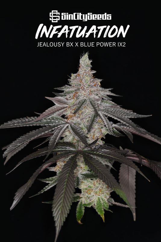 INFATUATION (JEALOUSY BX X BLUE POWER IX2) REG