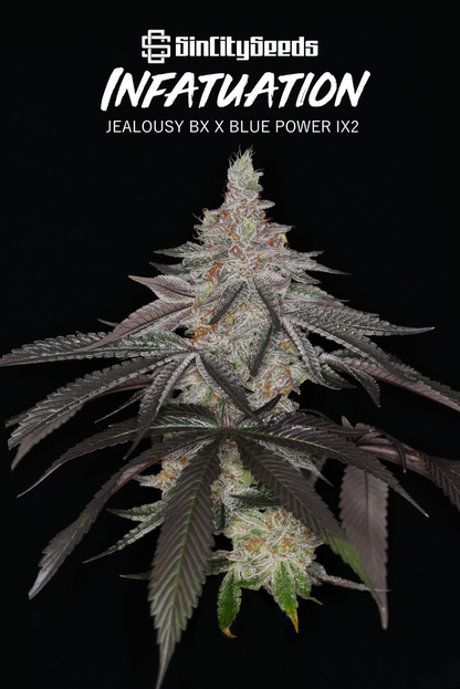 INFATUATION (JEALOUSY BX X BLUE POWER IX2) REG