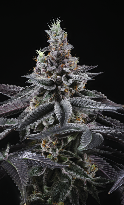 infatuation regular seeds