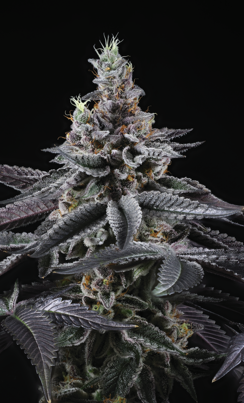 infatuation regular seeds