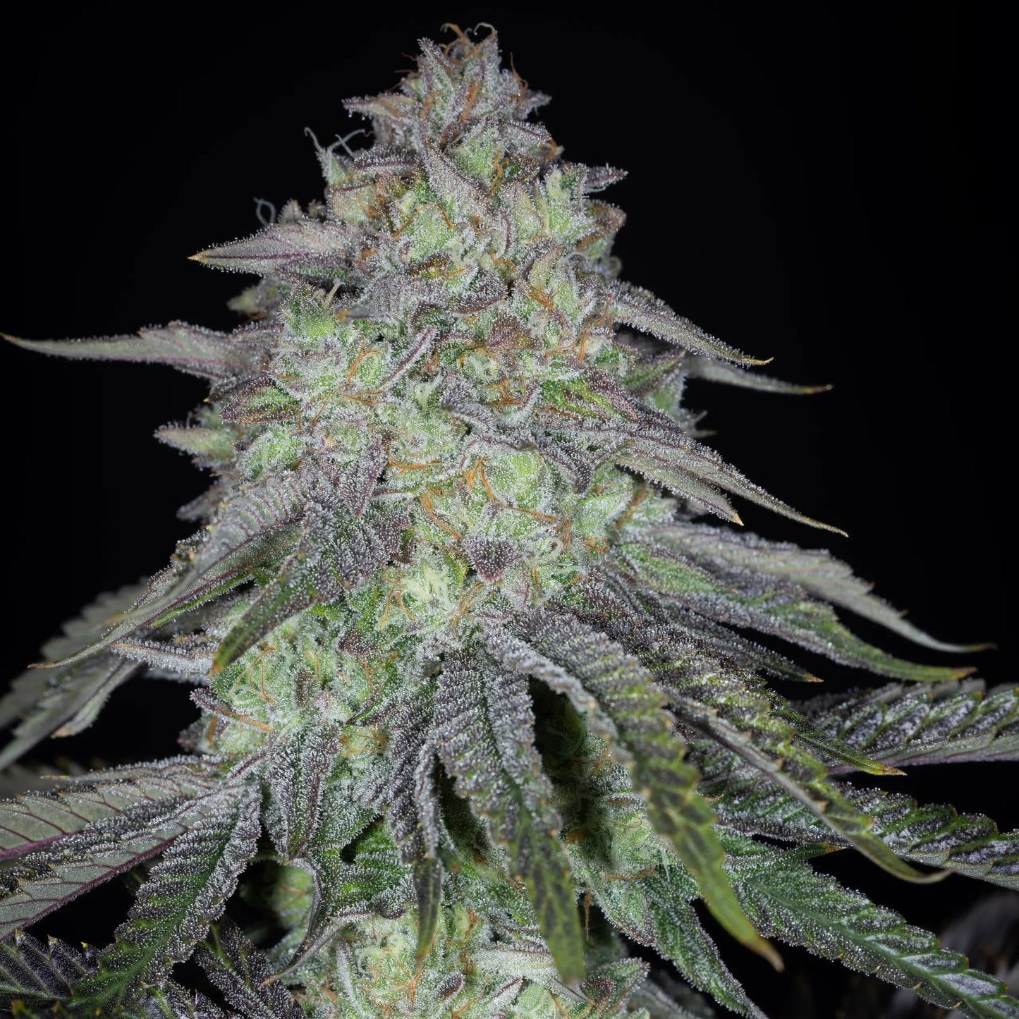 KEY LIME PIE BX2♀ (KEY LIME PIE BX X KEY LIME PIE)