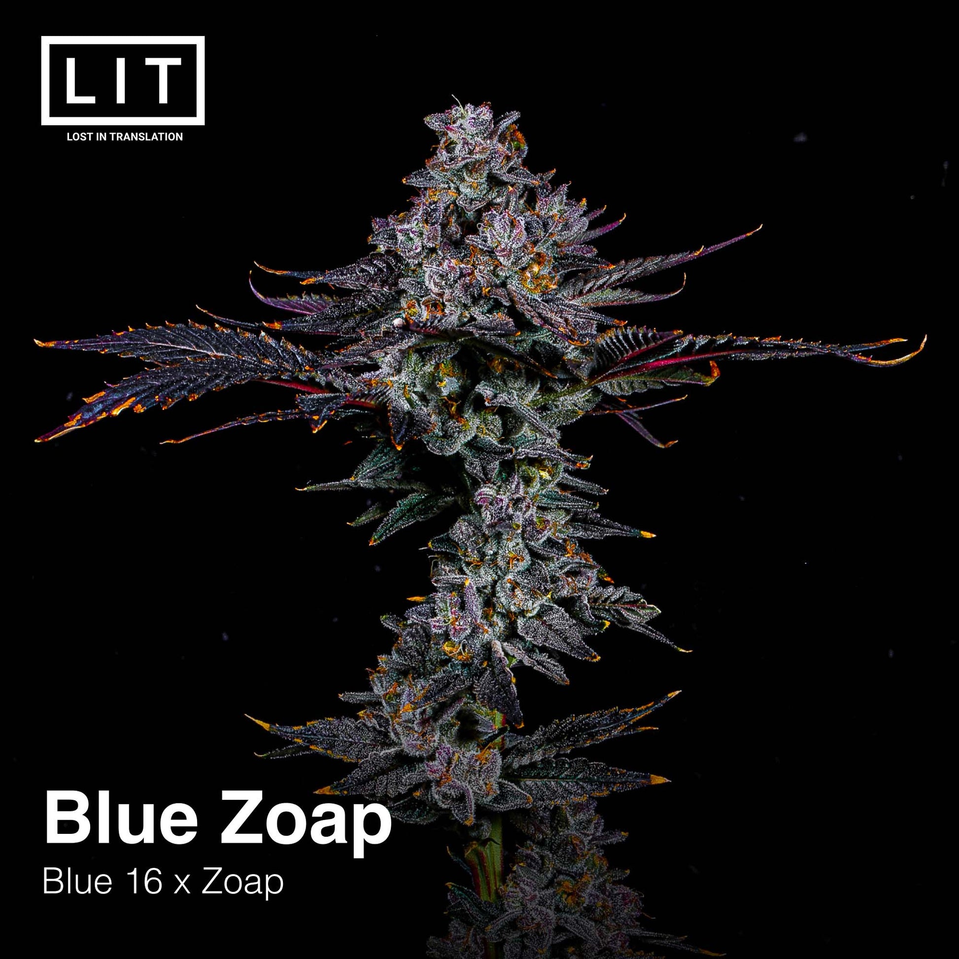 BLUE ZOAP Blue 16 x Zoap Feminized Seeds LIT FARMS