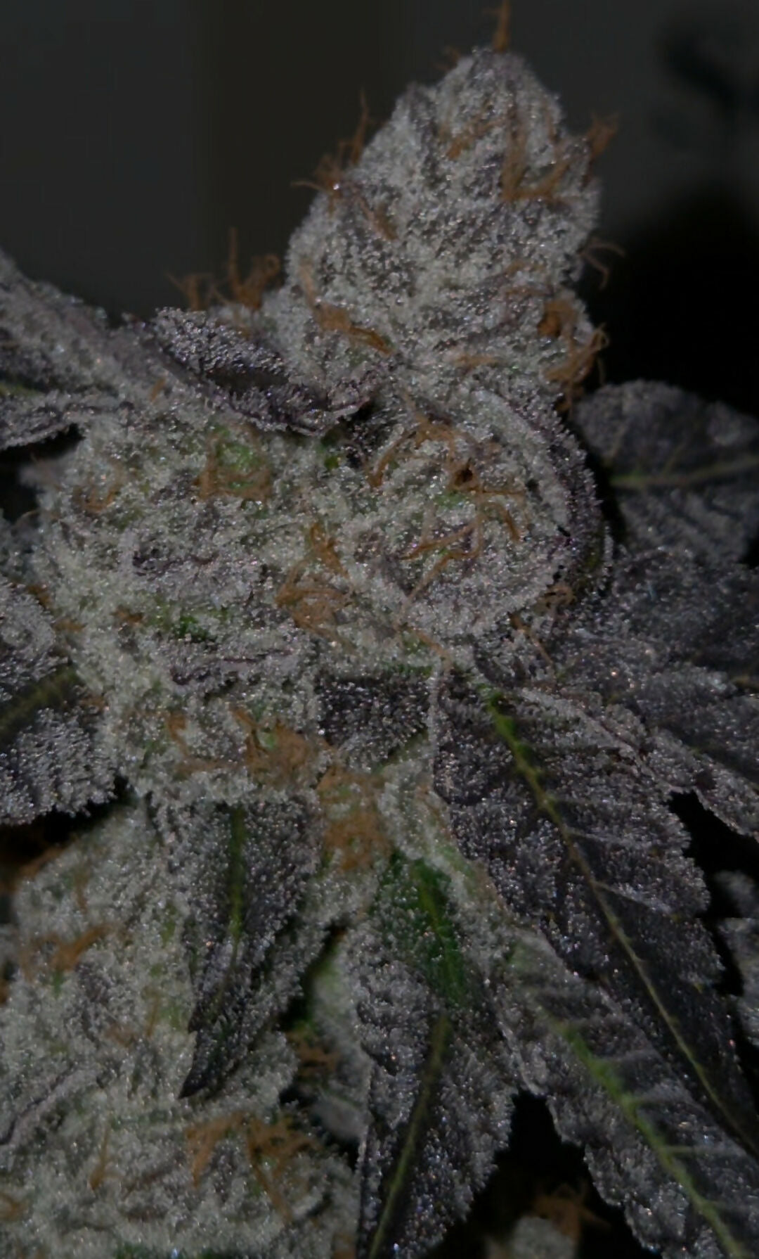 Bittersweet S1