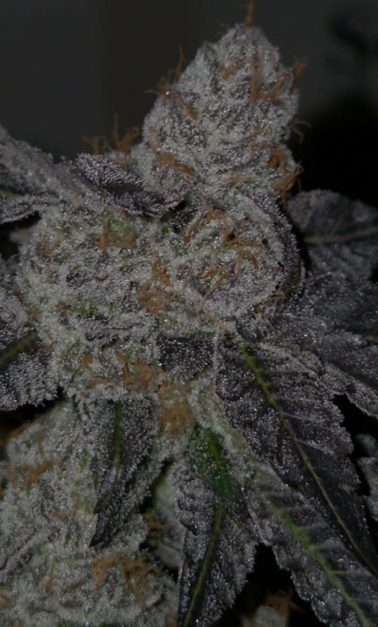 Bittersweet S1