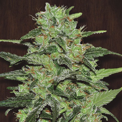 Malawi Feminized Cannabis Seeds