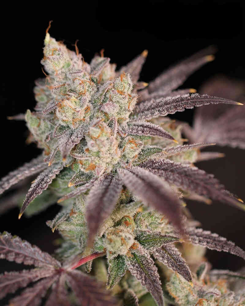Modified mints cannabis seeds