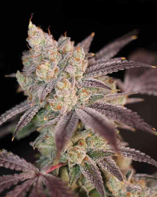 Modified mints cannabis seeds