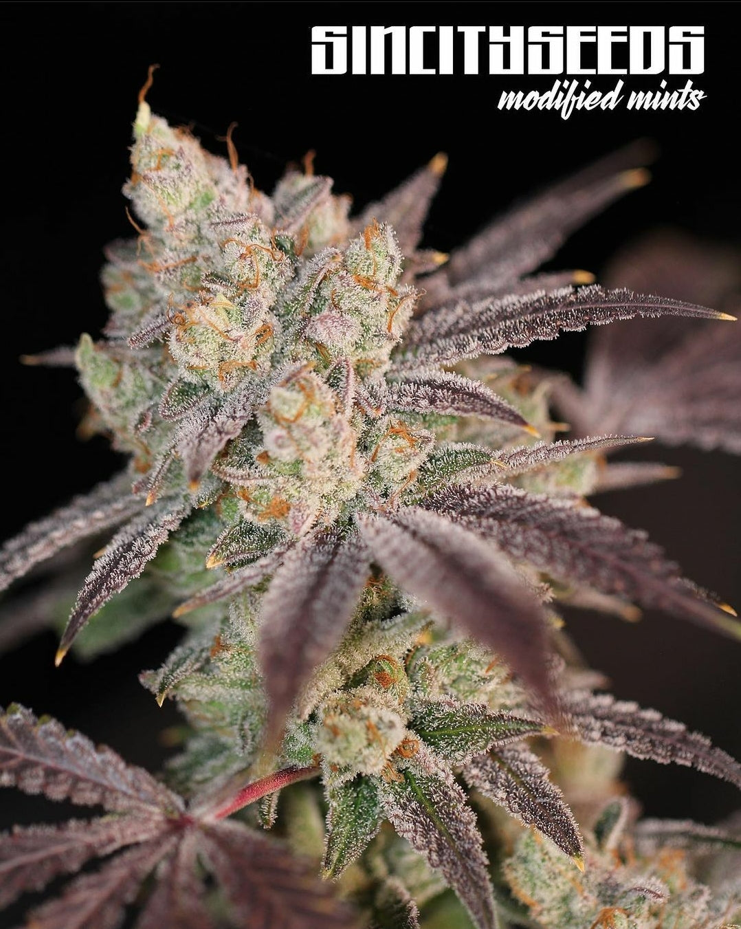 MODIFIED MINTS (GMO X SINMINT COOKIES) REG