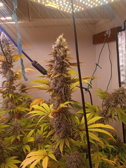 Mosca seeds pink animal crackers S1