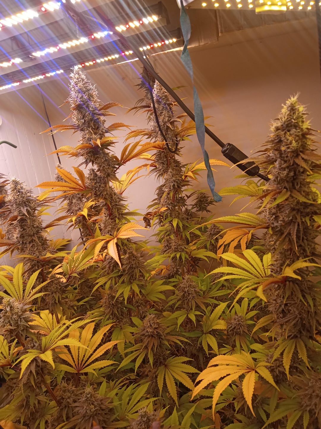 Pink Animal Crackers S1