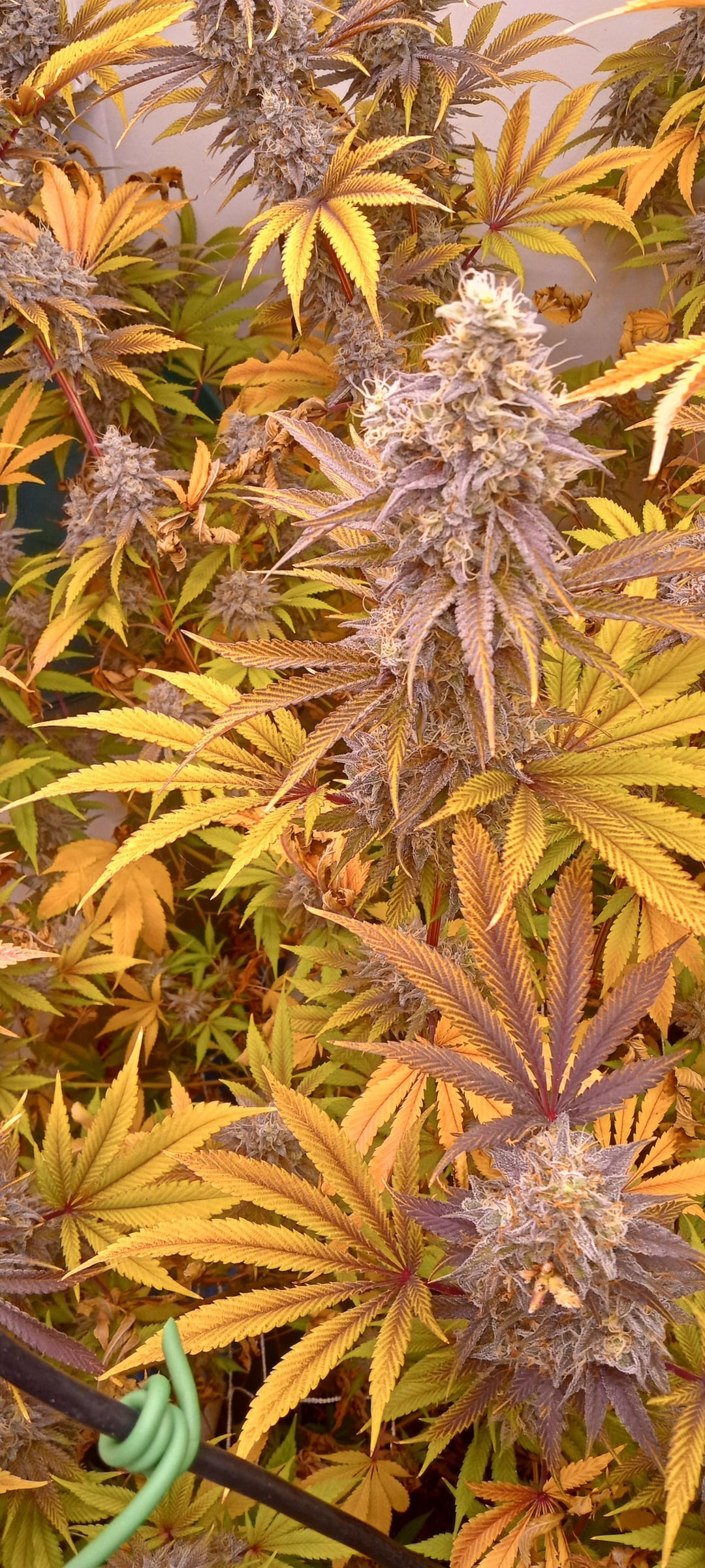 Pink Animal Crackers S1