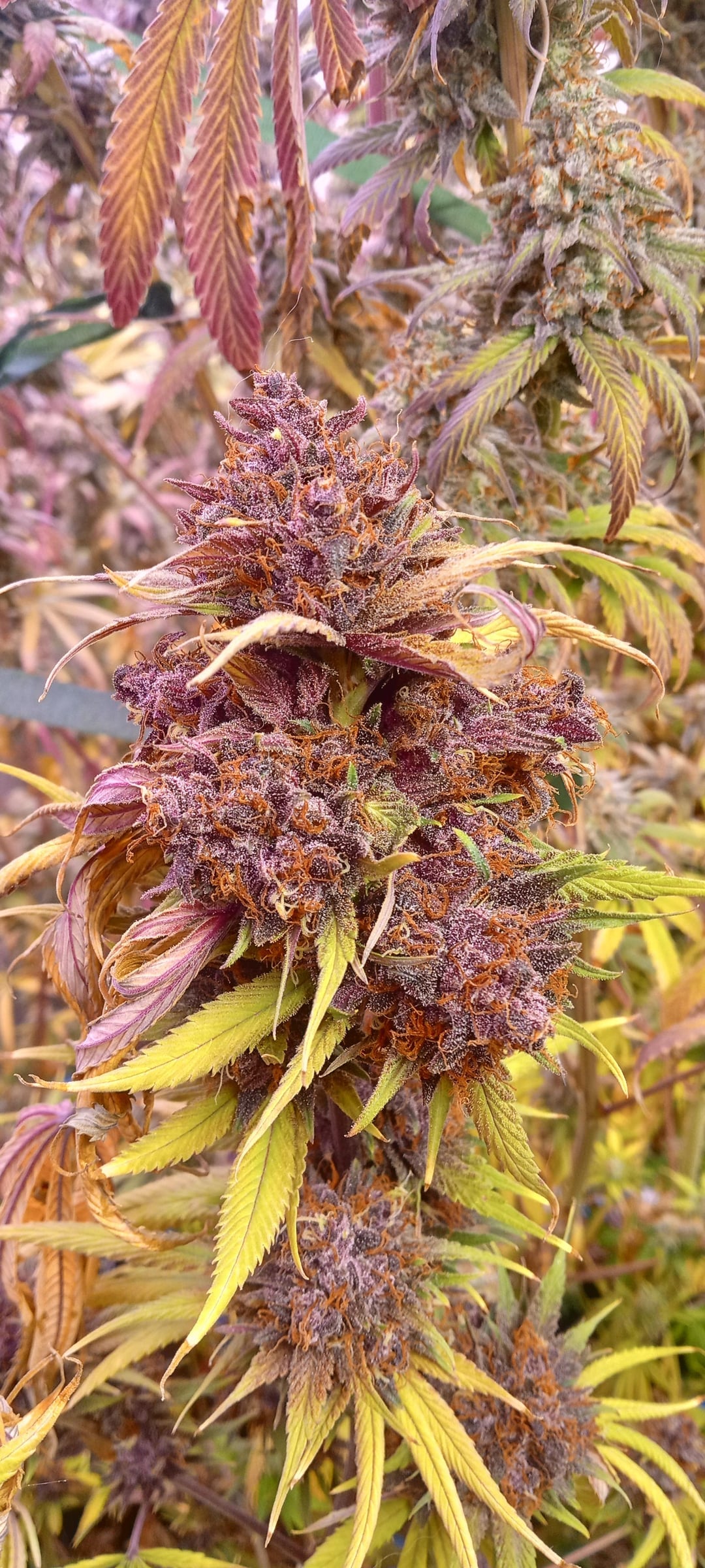 Pink Animal Crackers S1