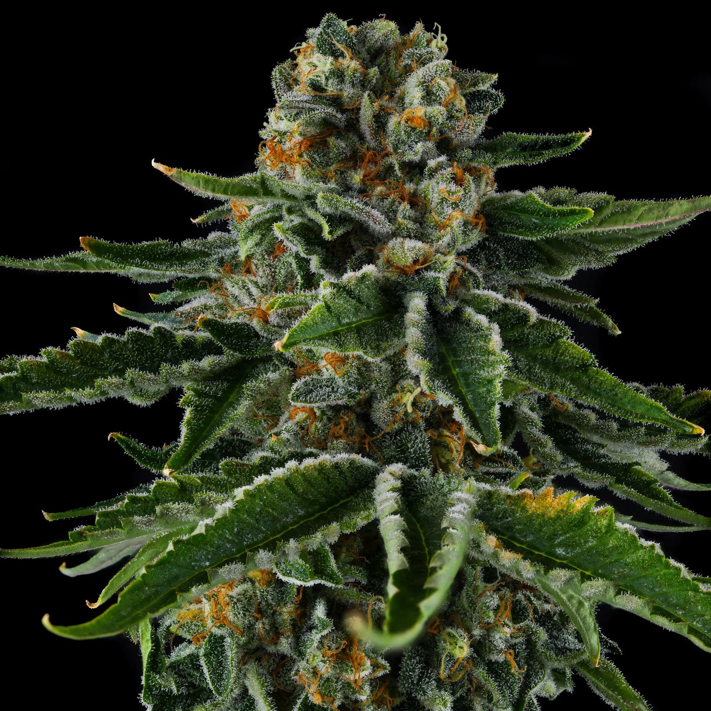 MR JONES (OZK BX2 X EYE CANDY) CANNABIS SEEDS BY COMPOUND GENETICS