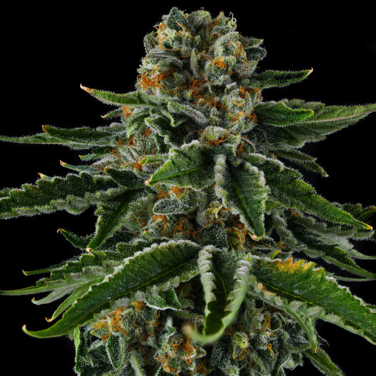 MR JONES (OZK BX2 X EYE CANDY) CANNABIS SEEDS BY COMPOUND GENETICS