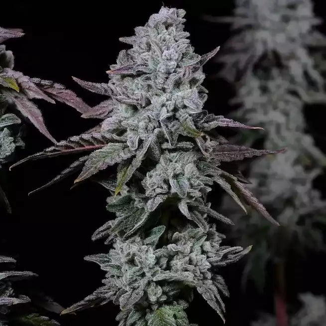Official Ethos Banana Daddy IBL Auto