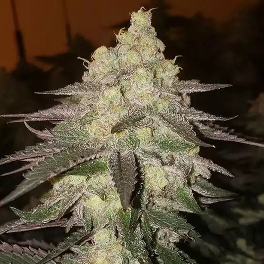 Official Ethos Banana Daddy Auto RBX2