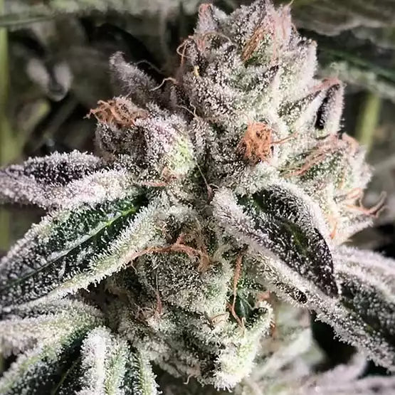 Official Ethos Genetics Crescendo RBX1 photograph