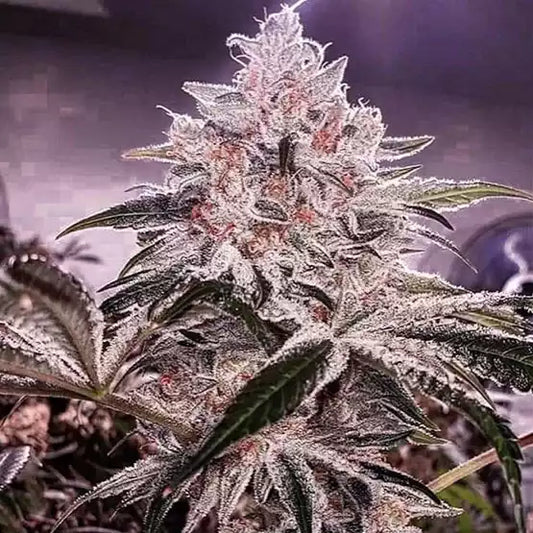 Official Ethos Genetics Ethos Apex R1 photograph