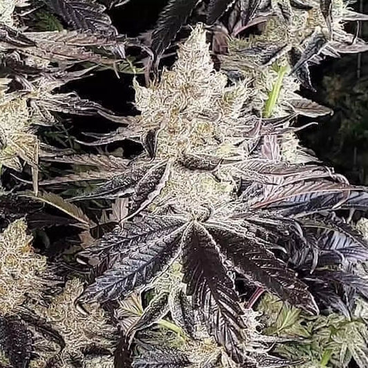 Official Ethos Genetics Ethos Cookies R2 photograph