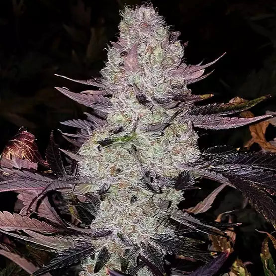 Official Ethos Grape Diamonds R2
