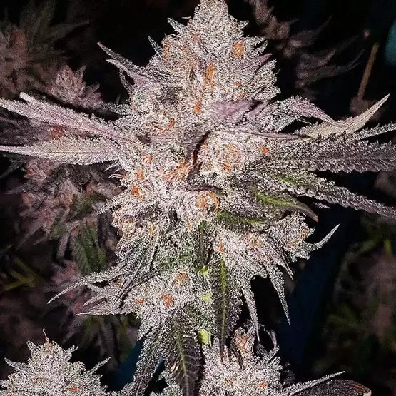 Official Ethos OG Kush Autoflower