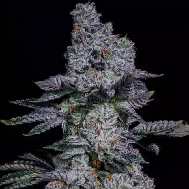 Official Ethos Pineapple Runtz Auto