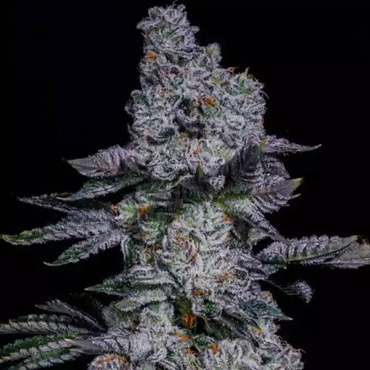 Official Ethos Pineapple Runtz Auto