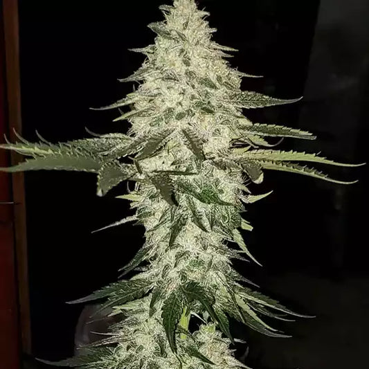 Official Ethos Genetics Planet of the Grapes Auto photograph