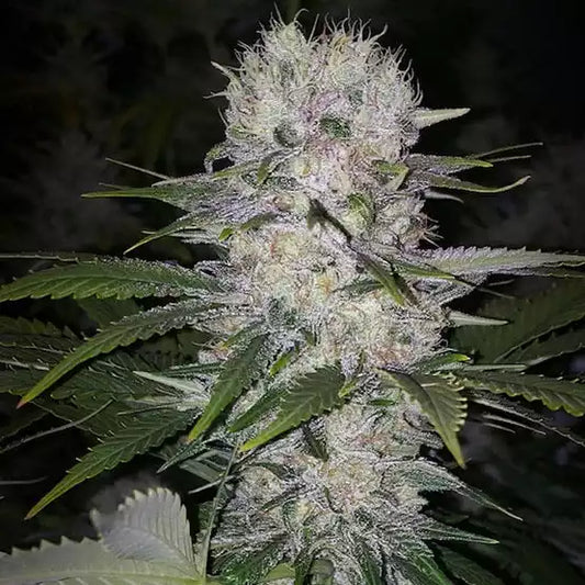 Official Ethos Genetics Skunk Hero RBX1 photograph