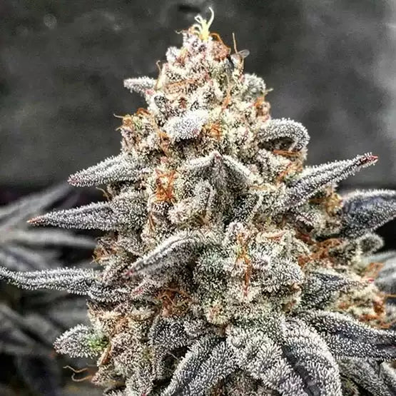 Official Ethos Genetics White Wedding RBX photograph