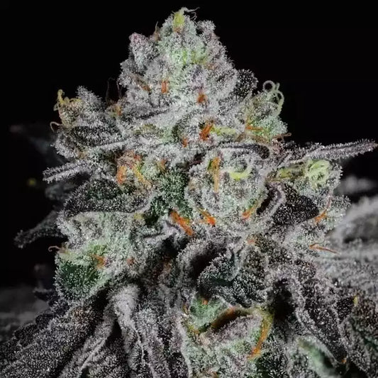 Official Ethos Genetics Wrank R2 photograph