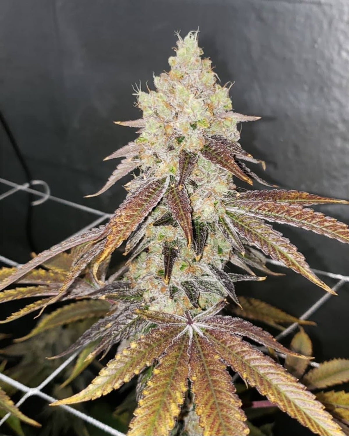 OHMS Seeds RFF7 S1 Resting Fish Face #7