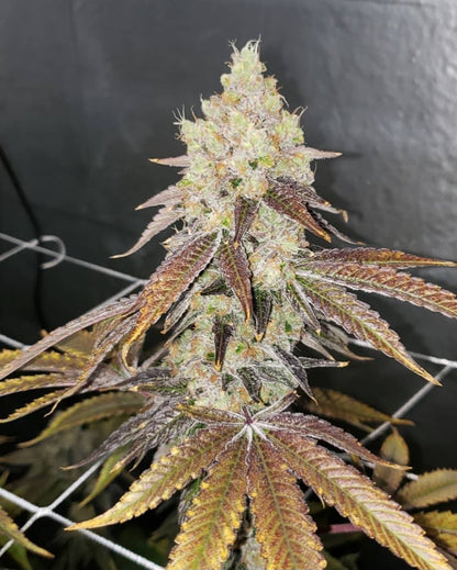 OHMS Seeds RFF7 S1 Resting Fish Face #7