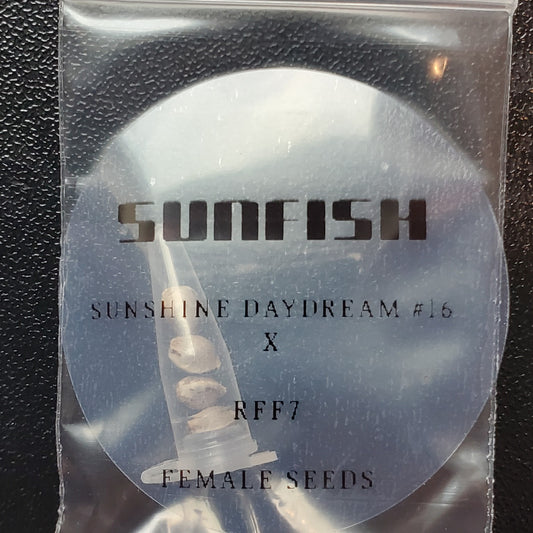 OHMS Seeds Sunfish Sunshine Daydream #16 x RFF7 freebie