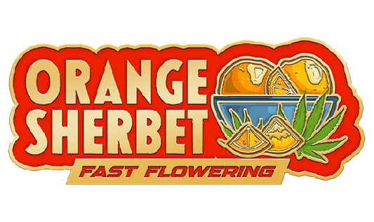 Orange Sherbet FAST Fem Seeds