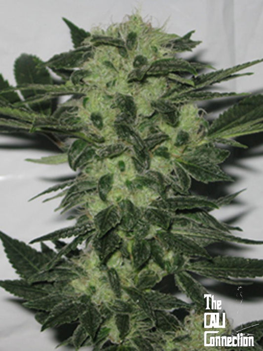 Original Sour Diesel  FEMINIZED CANNABIS SEEDS