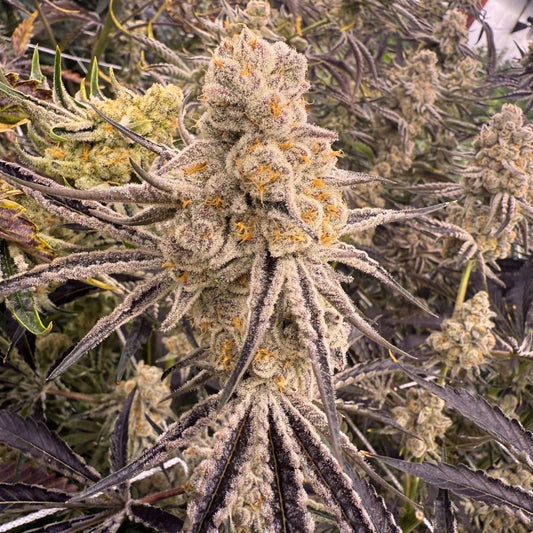 PLATINUM IX (FEM)