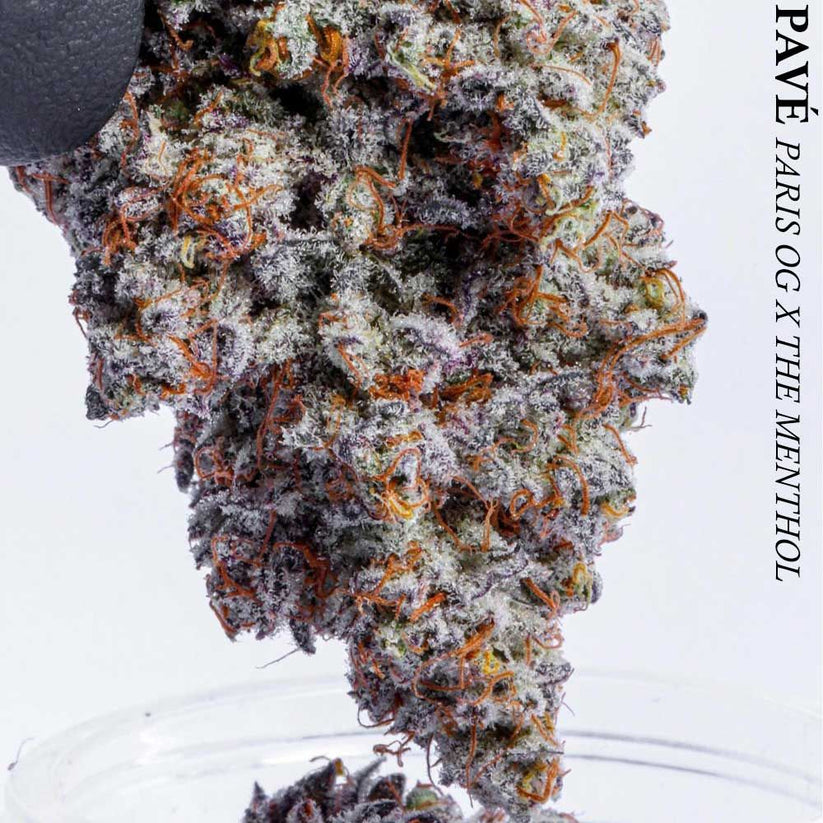 Compound Genetics Pave PLATINUM PAVÉ (SPRITZER X PAVÉ) 13 FEMS – SLG