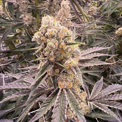Platinum Z Seeds