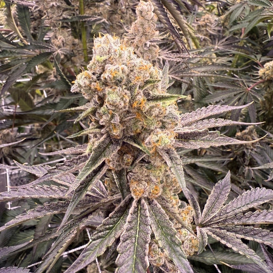 Platinum Z Seeds
