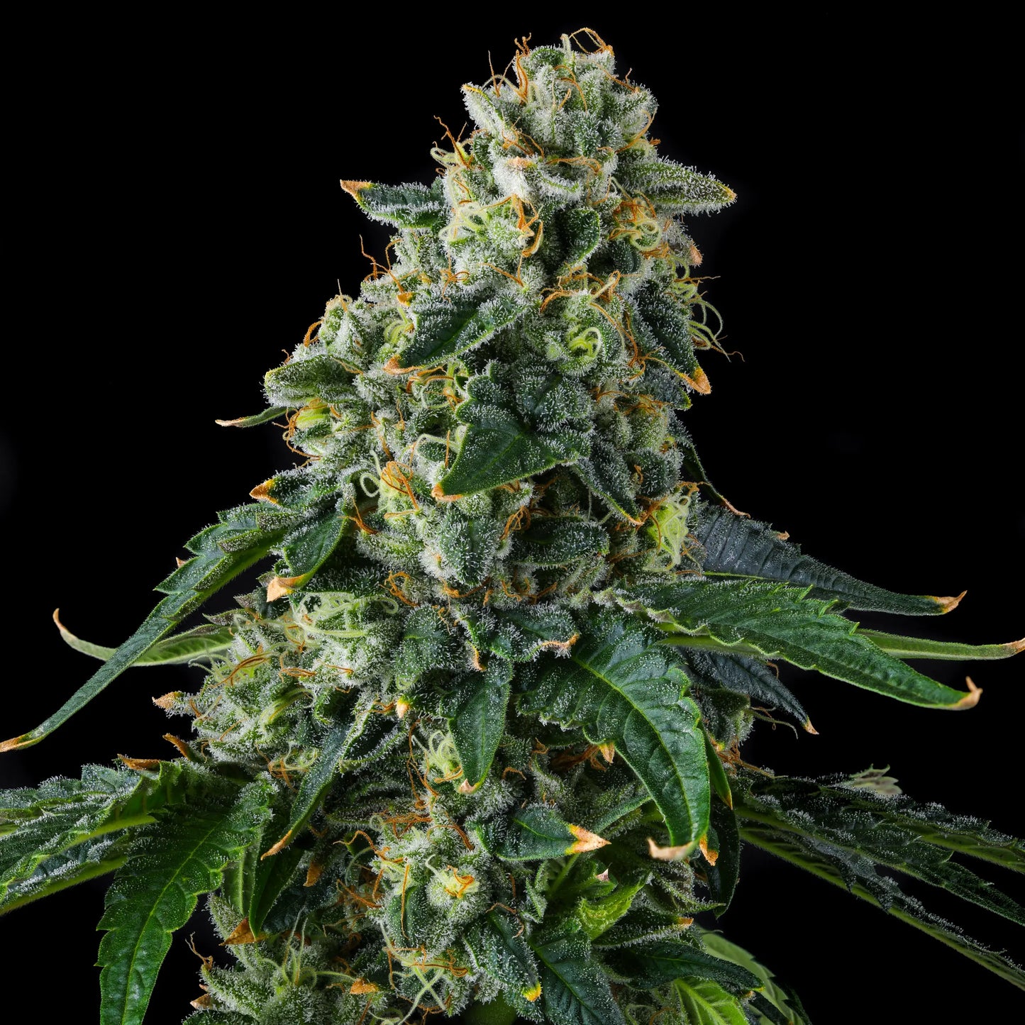 presidential-pardon-cannabis-seeds-by-compound-genetics