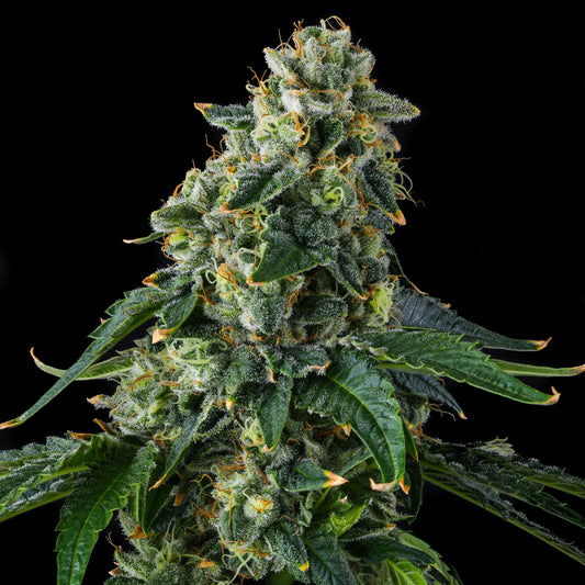 presidential-pardon-cannabis-seeds-by-compound-genetics