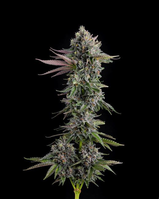 PUFFINZ 3-Pack Feminized Photoperiod Seeds