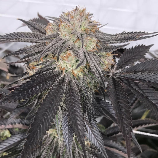 Purple Chem Feminized Cannabis Seeds