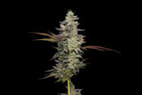 Purple Afghan Kush (Reg)