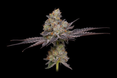 Purple Afghan Kush strain Regular cannabis Seeds by Green Bodhi
