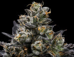 Purple Afghan Kush (Reg)
