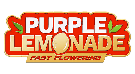 Purple Lemonade FAST Fem FastBuds